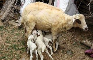 Bir batında 7 kuzu doğuran koyun şaşırttı