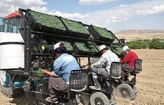 Bir çok ülkeye satılan kurutmalık domatesin fideleri...