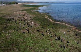 Bir zamanlar göldü, şimdi hayvanlar otluyor