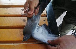 Bitkin düşen güvercin tedavi altına alındı
