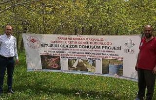 Bitlis’te ‘Cevizde Dönüşüm’ projesi başlatıldı