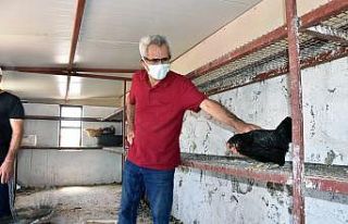 Bodrumlu çiftçilere tavuk dağıtımı