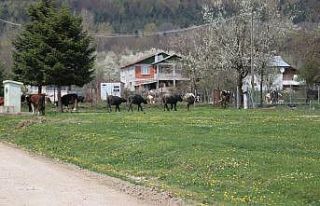 Bolu’da, tam kapanma yaylalara göçü azalttı