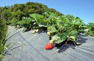 Bu çilekler pazara inmeden tarladan kapış kapış...