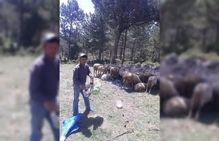 Bu da çevreci çoban