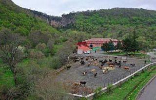 Bu da ’hayvan oteli’