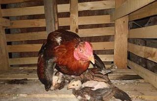 Bu horoz civcivlere hem annelik hem babalık yapıyor