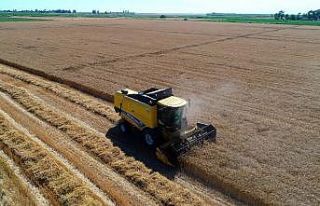 Buğdayda hasat başladı, çiftçinin yüzü gülüyor