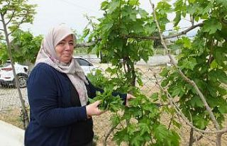 Burhaniye’de asma yaprağı hasadı başladı