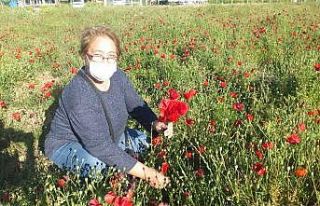 Burhaniye’de gelincik tarlası ilgi odağı oldu