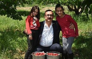 Bursa’da erkenci kirazı hasadı başladı