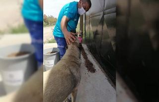 Büyükşehir, can dostlarını unutmadı