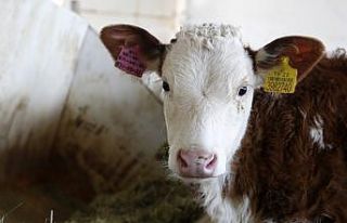 Büyükşehir’in Damızlık Dana Üretim Projesi...