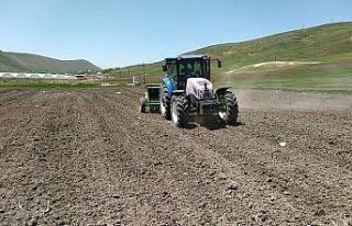 Çaldıran Belediyesinden nohut ekimi