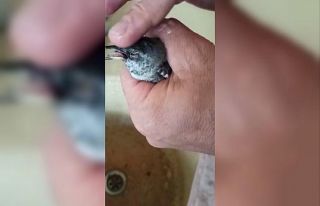Cama çarpıp, yere düşen serçeye elleriyle su...