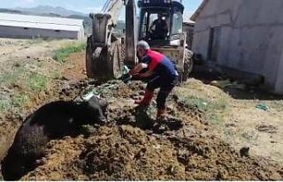 Çamura saplanan ineği itfaiye ekipleri kurtardı