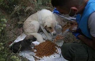 Can dostların kısıtlamada mama kapları doluyor