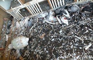 Çanakkale’de başı boş köpekler 40 güvercini...