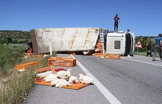 Canlı tavuk yüklü tır devrildi, yüzlerce tavuk...
