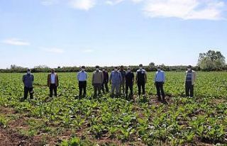 Çarşamba Ovası’nın şekeri yükseliyor