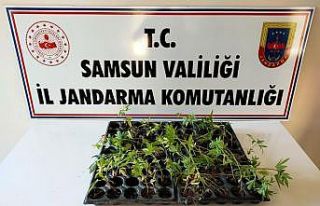 Çarşamba’da 55 kök kenevir ele geçirildi