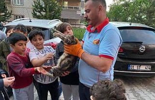 Çatıda mahsur kalan hamile kediyi itfaiye ekipleri...