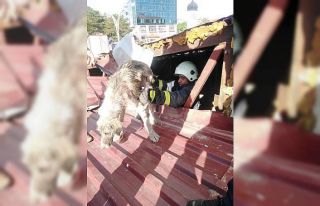 Çatıda mahsur kalan köpek kurtarıldı