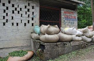 Çay sezonu hızlı başladı