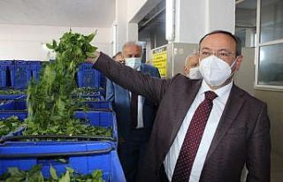 ÇAYKUR yaş çay alım kampanyasını törenle başlattı