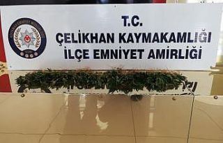 Çelikhan’da kenevir bitkisi ele geçirildi