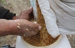 Çeltikte damlama sulama teşvik ediliyor