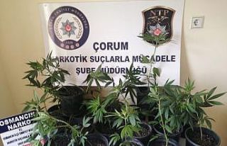 Çiçek saksısında Hint keneviri ele geçirildi