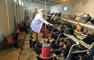 Çiftçilere yüzde 50 hibeli tavuk desteği