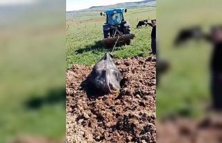 Çiftçinin manda anonsu gülümsetti