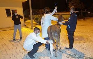 Çiftçinin tarlasında bulduğu yaralı tay tedavi...