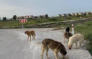 Çiğli Belediyesi tam kapanmada sokak hayvanlarını...