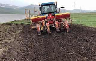 Çıldır 20 çiftçi ile 200 dönüm sılajı ekimi...