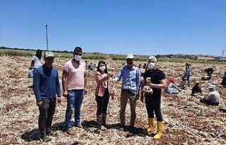 Çizmelerini giyen kaymakam sarımsak hasadı yaptı