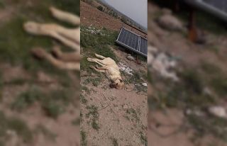 Çoban köpeklerinin eş zamanlı zehirlendiği iddiası