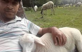Çobanla kuzunun dostluğu: Sahibinin kucağında...