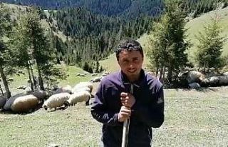 Çobanların yün çağrısı