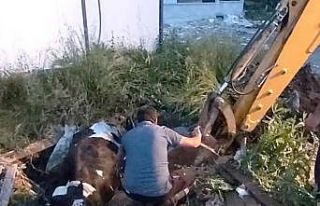 Çukura düşen inek iş makinasıyla kurtarıldı