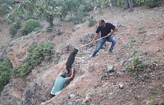 Çukurda mahsur kalan köpek kurtarıldı