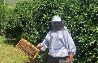 Çukurovalı arıcıların yaylalara yolculuğu başlıyor