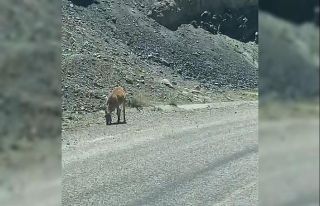Dağ keçileri karayoluna indi