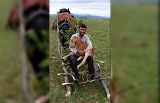 Dağda doğan buzağıyı böyle taşıdı