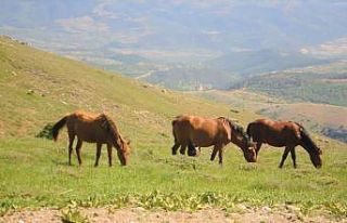 ’Dağların özgür çocukları’ objektiflere...