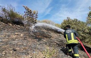 Dalaman’da zeytinlik yangını