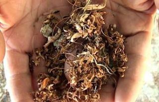 Dalbastı kirazında verim düştü