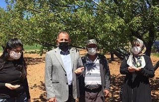 Darende’de çiftçilerin don mağduriyeti